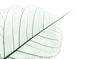 Image showing green leaf background