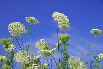 Image showing Wild flowers