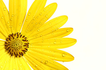 Image showing Yellow daisy on white background