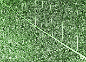 Image showing green leaf background