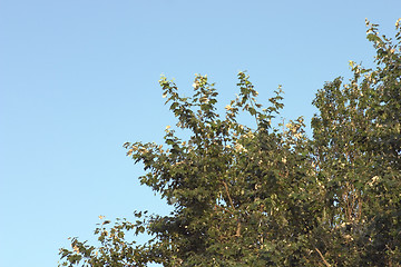 Image showing Branch of poplar on blue sky