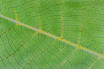 Image showing green leaf background