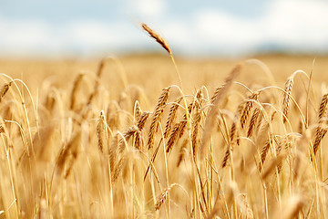 Image showing cereal field with spikelets of ripe rye or wheat