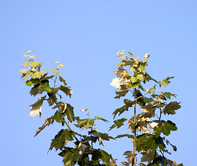 Image showing Branch of poplar on blue sky