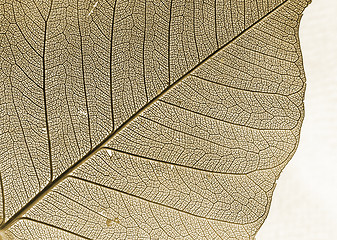 Image showing brown leaf background