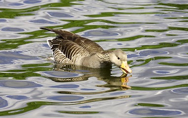 Image showing Greylag Goose.