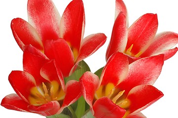 Image showing Red Tulips