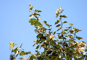 Image showing Branch of poplar on blue sky