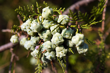 Image showing Fruits of thuja