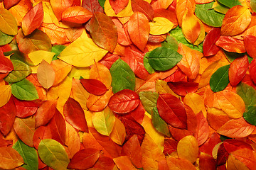 Image showing Autumn leaves background