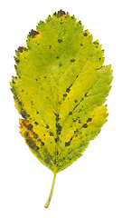 Image showing Autumn leaves XXL file