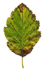 Image showing Autumn leaf XXL file