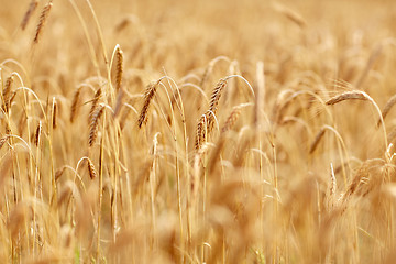 Image showing cereal field with spikelets of ripe rye or wheat