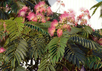 Image showing Branch with flowers