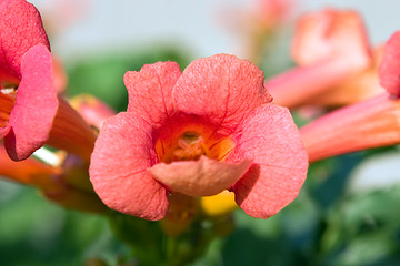 Image showing Red Flower