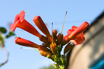 Image showing Red Flower