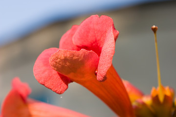 Image showing Red Flower