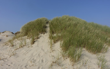 Image showing Sand dune