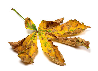 Image showing Dry autumn leaf of chestnut