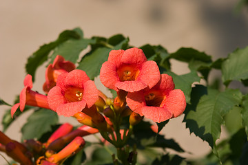Image showing Red Flower