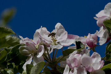 Image showing appleblossom against blue sky