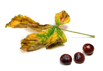 Image showing Dry autumn leaf and three seeds of chestnut