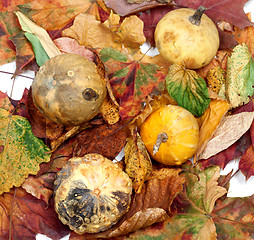 Image showing Four small decorative pumpkins on autumn leafs