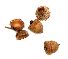 Image showing Autumnal acorns from oak