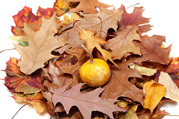 Image showing Small decorative pumpkin on autumn leafs