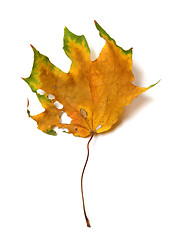 Image showing Autumn dried multicolor maple leaf with holes
