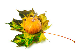 Image showing Small decorative pumpkin on autumn multicolor maple-leaf