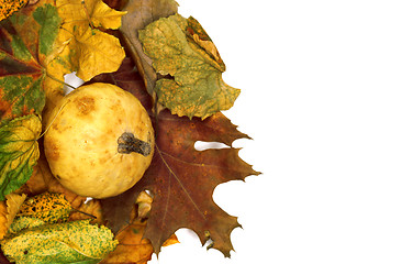 Image showing Small decorative pumpkin on dry autumn multicolor leafs