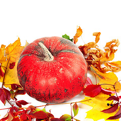 Image showing Red ripe pumpkin and autumn leaves on white 