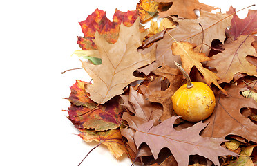 Image showing Small decorative pumpkin on autumn leafs