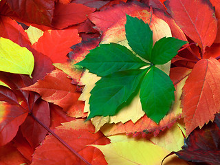 Image showing Background of multicolor autumn leaves