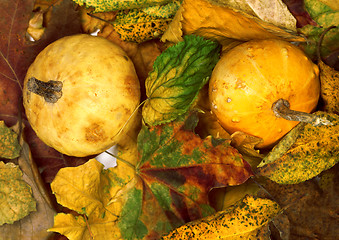 Image showing Two small decorative pumpkins on dry autumn multicolor leafs