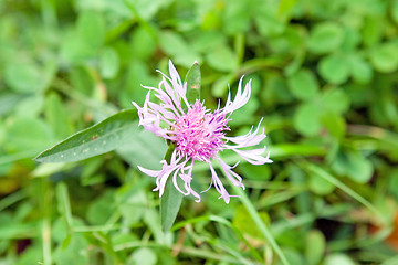 Image showing Flower