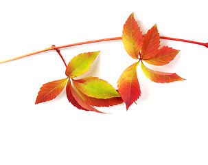 Image showing Multicolor autumn branch of grapes leaves (Parthenocissus quinqu