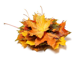 Image showing Pile of autumn maple leaves