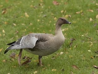 Image showing Pink-footed Goose