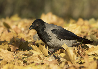 Image showing Hoode crown