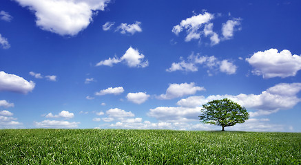 Image showing Lonely tree on green filed