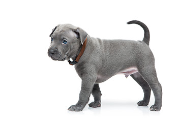 Image showing Thai ridgeback puppy isolated on white