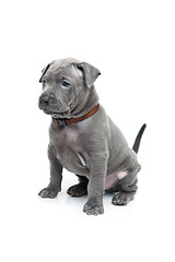 Image showing Thai ridgeback puppy isolated on white