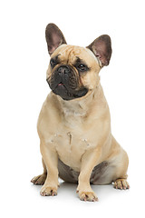 Image showing Beautiful french bulldog dog