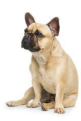 Image showing Beautiful french bulldog dog