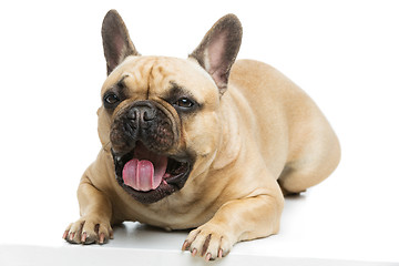 Image showing Beautiful french bulldog dog