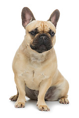 Image showing Beautiful french bulldog dog