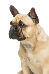 Image showing Beautiful french bulldog dog