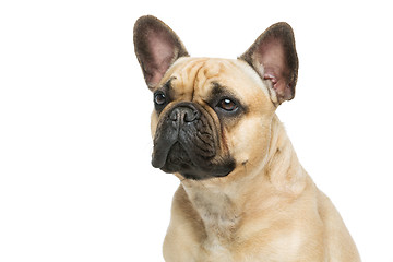 Image showing Beautiful french bulldog dog